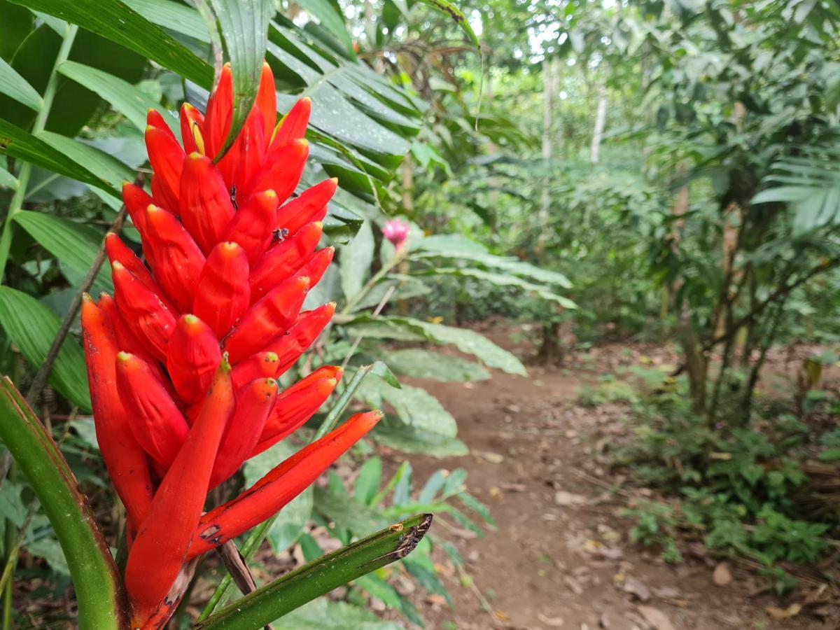 Cabana Maquique - San Vito Villa San Ramon  Ngoại thất bức ảnh